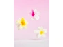 27557-52-56-589-brushworks-tropical-flower-claw-clips-oop-1.jpg.webp